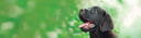 Petplan Germany